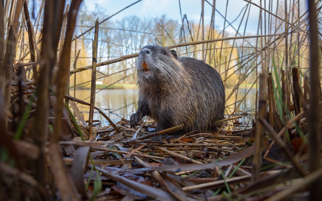 Situation der Nutria im Kreis Wesel
