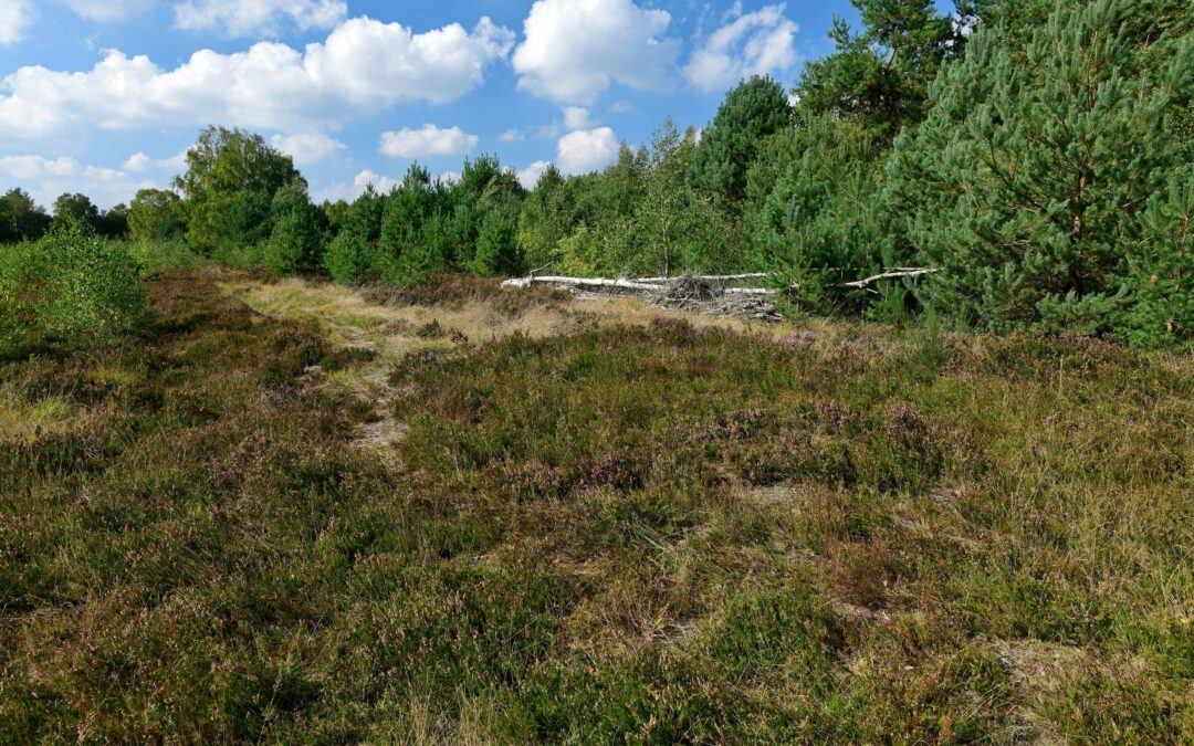Offenlandbiotope als kulturhistorische Landschaftselemente